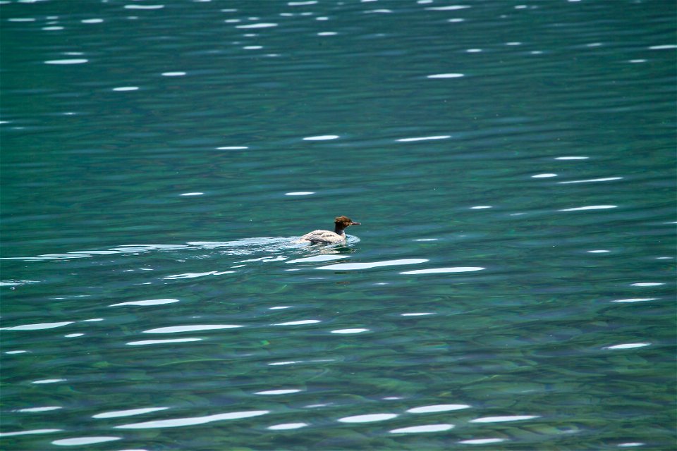 Birders who come to Glacier National Park have the chance to see up to 200 species of birds. Photo: David Restivo, NPS