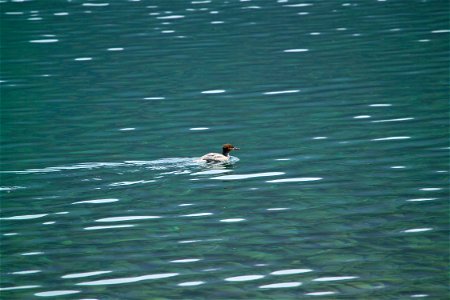 Birders who come to Glacier National Park have the chance to see up to 200 species of birds. Photo: David Restivo, NPS