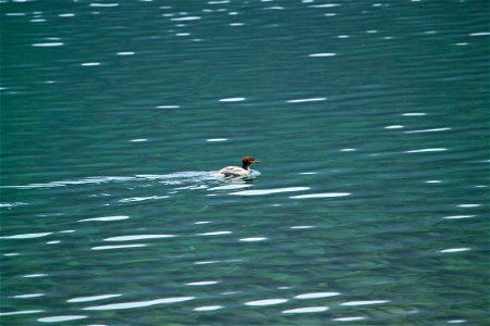 Birders who come to Glacier National Park have the chance to see up to 200 species of birds. Photo: David Restivo, NPS photo