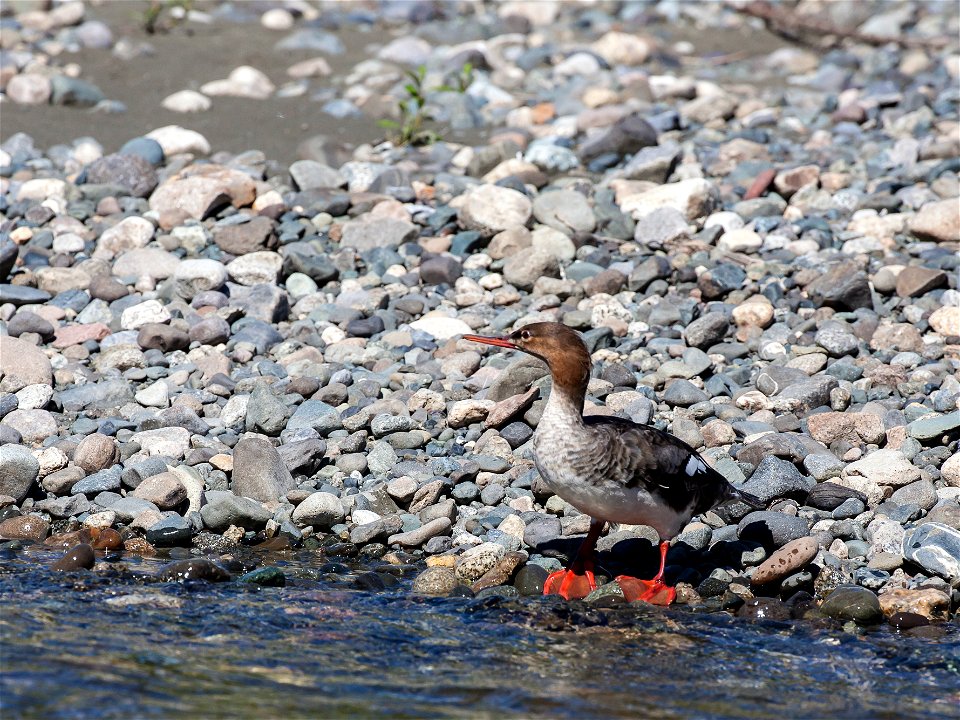 The Gulkana is one of the most popular sportfishing rivers in Alaska, providing rich habitat for rainbow trout, arctic grayling, king salmon, red salmon, whitefish, longnose suckers, and lamprey.  A p