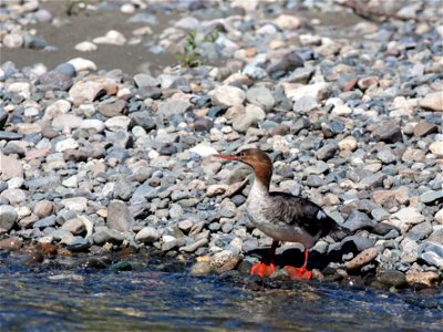 The Gulkana is one of the most popular sportfishing rivers in Alaska, providing rich habitat for rainbow trout, arctic grayling, king salmon, red salmon, whitefish, longnose suckers, and lamprey.  A p