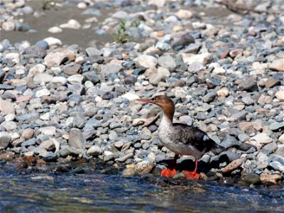 The Gulkana is one of the most popular sportfishing rivers in Alaska, providing rich habitat for rainbow trout, arctic grayling, king salmon, red salmon, whitefish, longnose suckers, and lamprey. A p photo