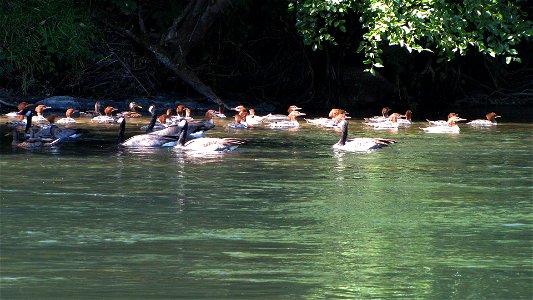 The Rogue River is a spectacular wildlife viewing area. Opportunities abound to see bald eagles, golden eagles, ospreys, great blue herons, Canada geese, and a variety of ducks. You may see the speedy photo