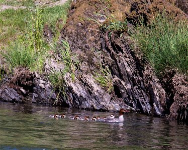 The Rogue River is a spectacular wildlife viewing area. Opportunities abound to see bald eagles, golden eagles, ospreys, great blue herons, Canada geese, and a variety of ducks. You may see the speedy photo