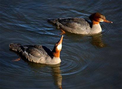 Common Merganser juveniles You are free to use this image with the following photo credit: Peter Pearsall/U.S. Fish and Wildlife Service photo