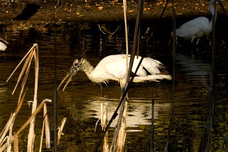 Wood stork foraging
