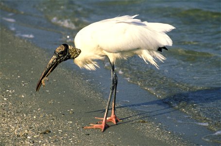 Wood stork (Mycteria americana ) photo