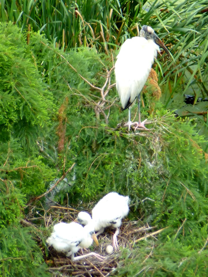 June 12, 2012 - Harris Neck National Wildlife Refuge, McIntosh County, GA.
These young wood stork chicks interact in their nest while an adult stands nearby. Notice how the chicks have "fuzzy" heads a