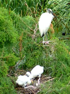 June 12, 2012 - Harris Neck National Wildlife Refuge, McIntosh County, GA.
These young wood stork chicks interact in their nest while an adult stands nearby. Notice how the chicks have "fuzzy" heads a