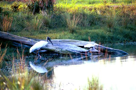 Wood stork foraging at  Pelican Island National Wildlife refuge.  Photo by Tom MacKenzie, USFWS
