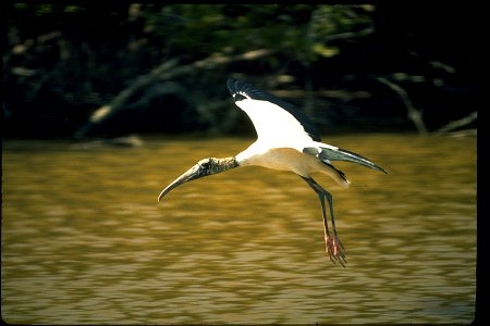 Everglades National Park
Description  Everglades National Park, largest subtropical wilderness in the United States, boasts rare and endangered species. It has been designated a World Heritage Site, I