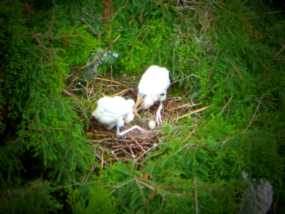 June 12, 2012 - Harris Neck National Wildlife Refuge, McIntosh County, GA.
These wood stork chicks are roughly 16 days old. 
Photo by Becky Skiba, USFWS.

www.fws.gov/harrisneck/
