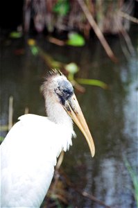 Immature Woodstork (1), NPSPhoto, D.Harris