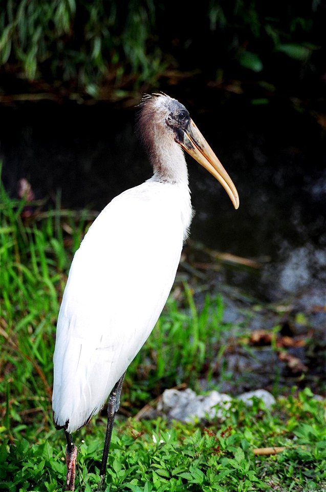 Immature Woodstork (3), NPSPhoto, D.Harris
