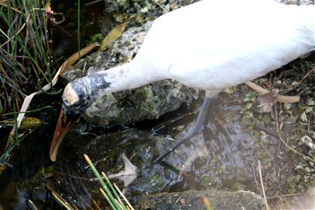 Woodstork looking for fish