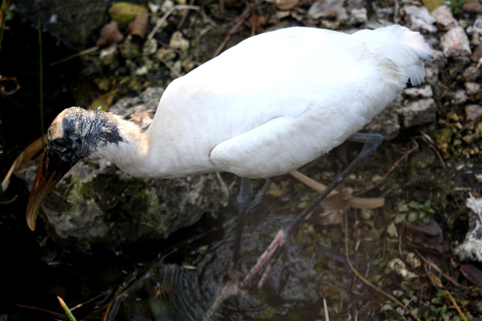 Woodstork Along Anhinga Trail