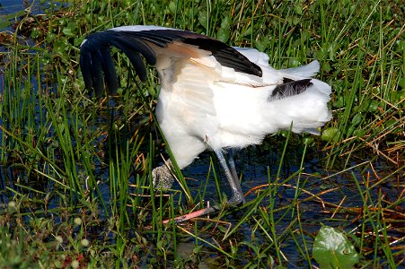 Woodstork beak deep, NPSphotos.jpg