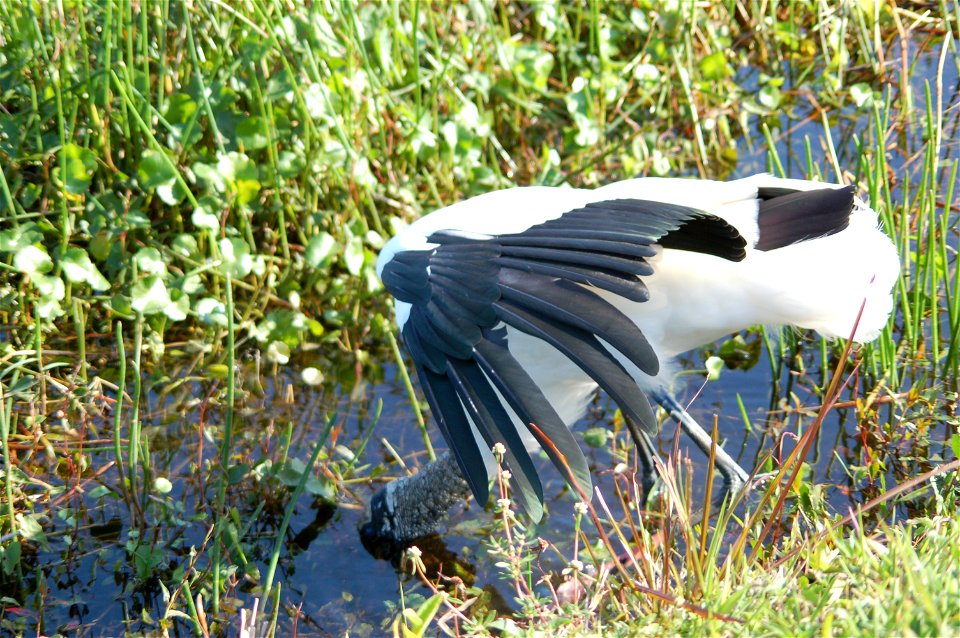 Woodstork EATING, NPSphotos.jpg