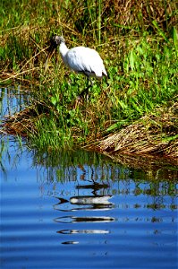 Woodstork, NPSphoto