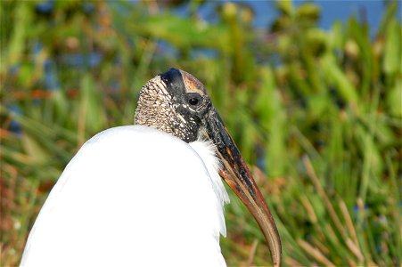 Woodstork, NPSphoto.jpg