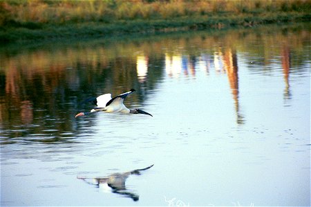 Wood stork at Pelican Island NWR  by Tom MacKenzie, USFWS