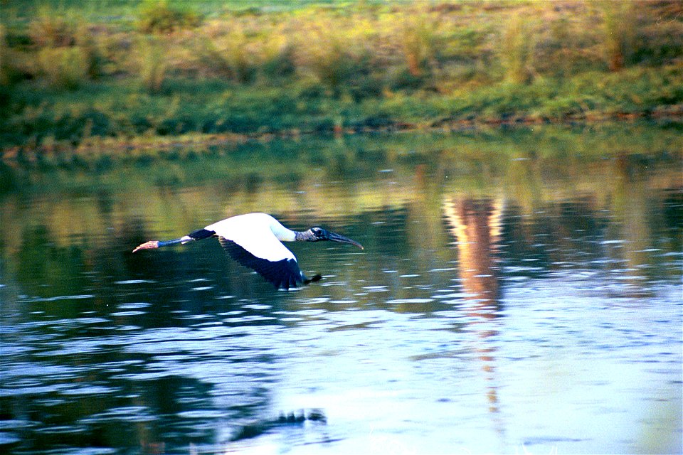 Low-flying wood stork at  Pelican Island NWR  during the celebration of the Centenial of the Naitonal Wildlife Refuge system.  Photo by Tom MacKenzie USFWS 3/21/2003