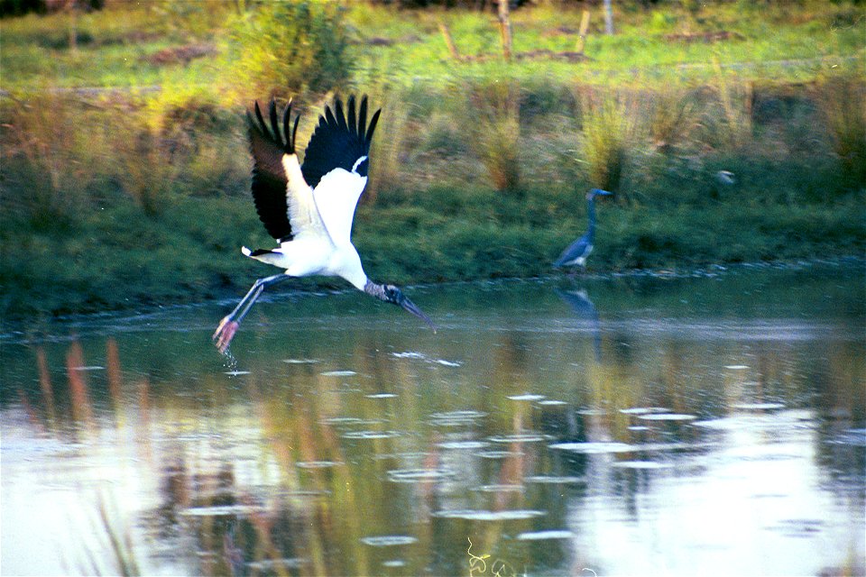 Wood stork at Pelican Island NWR  by Tom MacKenzie, USFWS