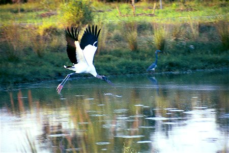 Wood stork at Pelican Island NWR  by Tom MacKenzie, USFWS