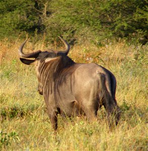 A Blue Wildebeest (Connochaetes taurinus) from the rear. photo