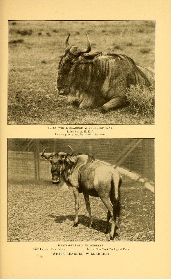 LulTA VVUri'L-BLAKDEU WILDliBEEST, A 
Loita Plains, B. E. A. 
From a photograph by Kermit Roosevelt 
WIirno-BEARDED WILDEBEEST 
From German East Africa In the New York Zoological Park 

WHITE-BEARDED 