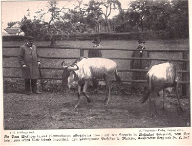 Weißbartgnus in Gürzenich. Personen (von links): Paul Matschie, Konservator Kerz, Ludwig Heck