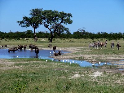 Gnus and Zebras in Chobe National Park, Botswana photo