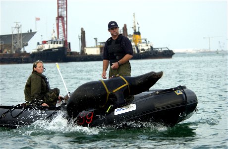 Central Command Area of Responsibility (Feb. 12, 2003) -- Zak, a 375-pound California sea lion leaps back into the boat following harbor patrol training. Zak is participating in the Space and Naval photo