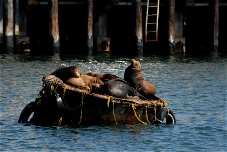 California sea lions on mooring buoy.