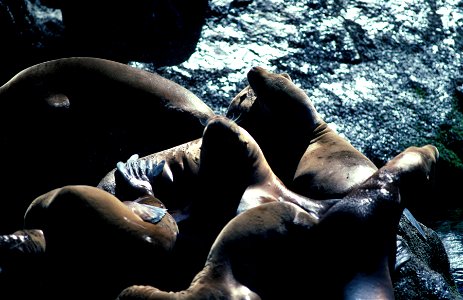 Sea Lions. photo