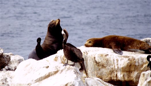 Sea Lions. photo