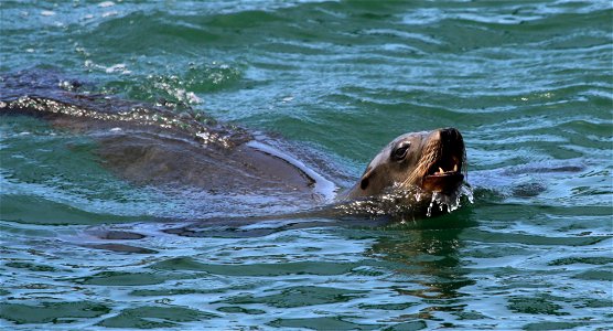California Sea Lion

You are free to use this image with the following photo credit: Peter Pearsall/U.S. Fish and Wildlife Service