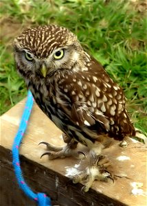Little Owl Athene noctua at Avon Valley Country Park, Bristol, England.