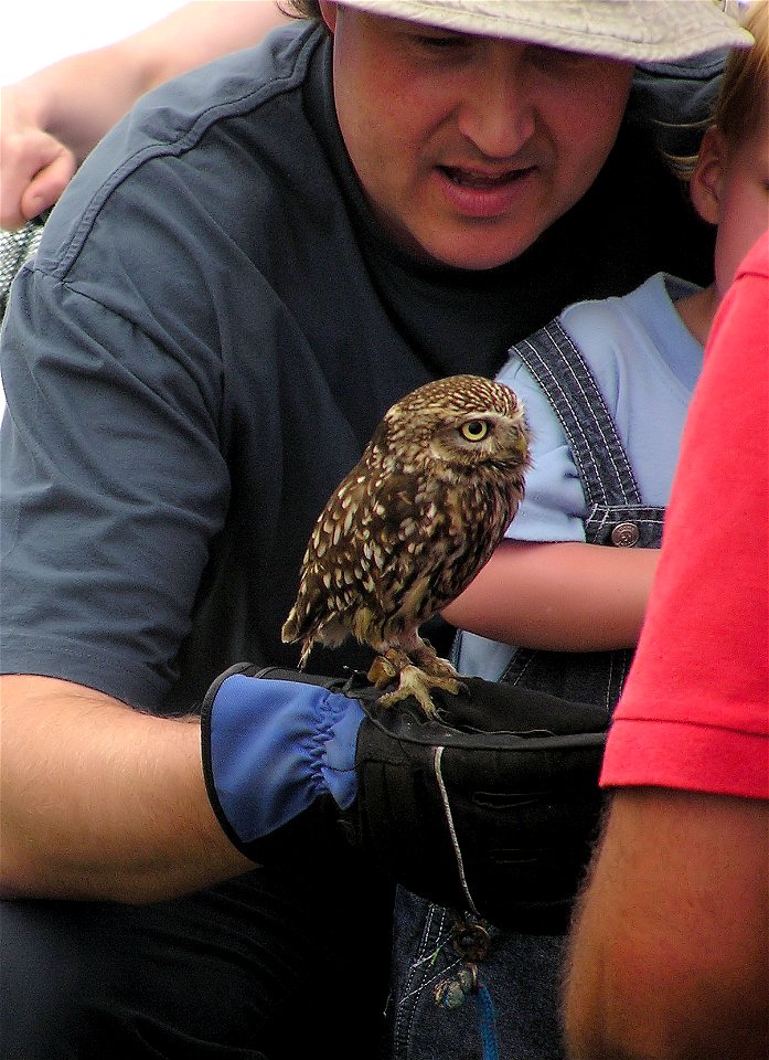 Little Owl Athene noctua at Avon Valley Country Park, Bristol, England.