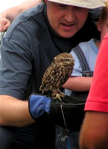 Little Owl Athene noctua at Avon Valley Country Park, Bristol, England.