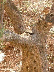 Athene noctua, Yad Avshalom
