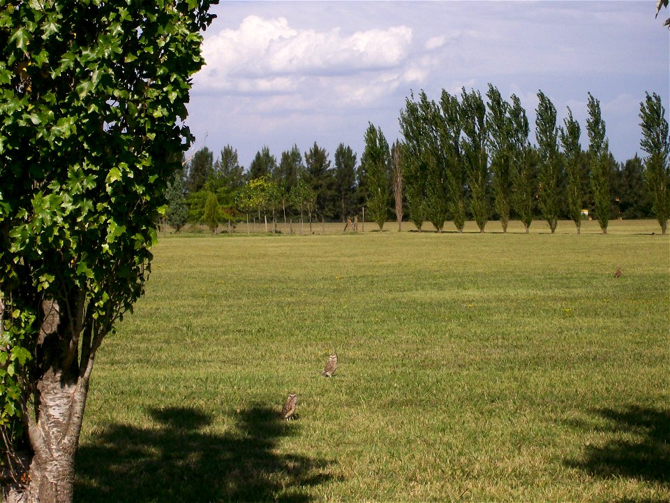 Little Owls in a field with poplar trees