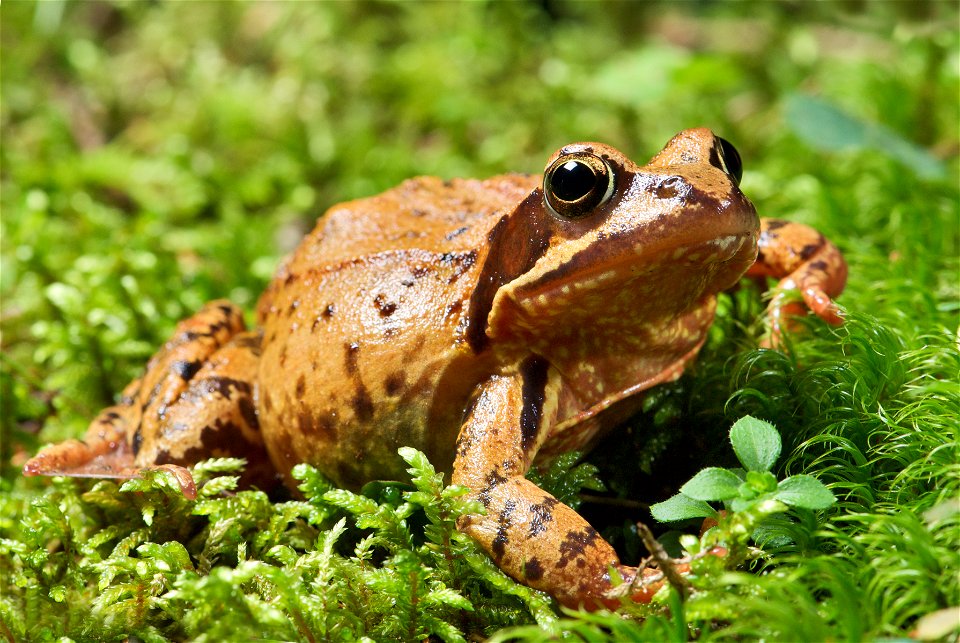 The  can be found throughout much of Europe. The specimen in the picture is a fully-grown female with a length of about 90 mm – measured from head to abdomen.