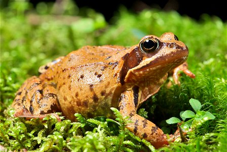 The  can be found throughout much of Europe. The specimen in the picture is a fully-grown female with a length of about 90 mm – measured from head to abdomen.