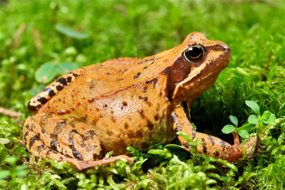 The  can be found throughout much of Europe. The specimen in the picture is a fully-grown female with a length of about 90 mm – measured from head to abdomen.