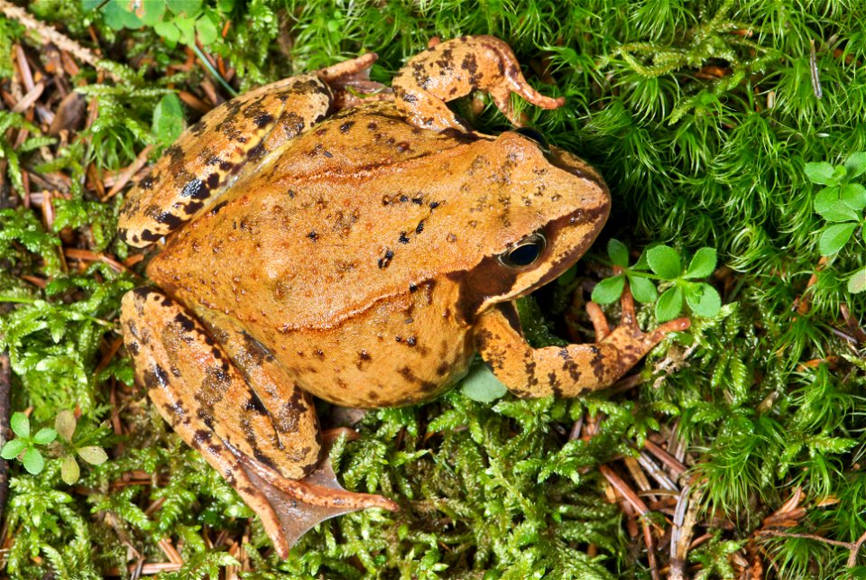 The  can be found throughout much of Europe. The specimen in the picture is a fully-grown female with a length of about 90 mm – measured from head to abdomen.