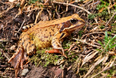 The  can be found throughout much of Europe. The specimen in the picture is a fully-grown female with a length of about 90 mm – measured from head to abdomen.