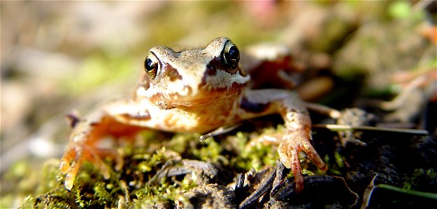 Photo d'une grenouille rousse prise au étangs de Bayerel, au Val-de-Ruz en Suisse.