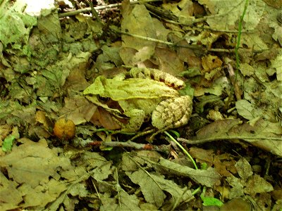 Havířov-Podlesí, lesopark photo