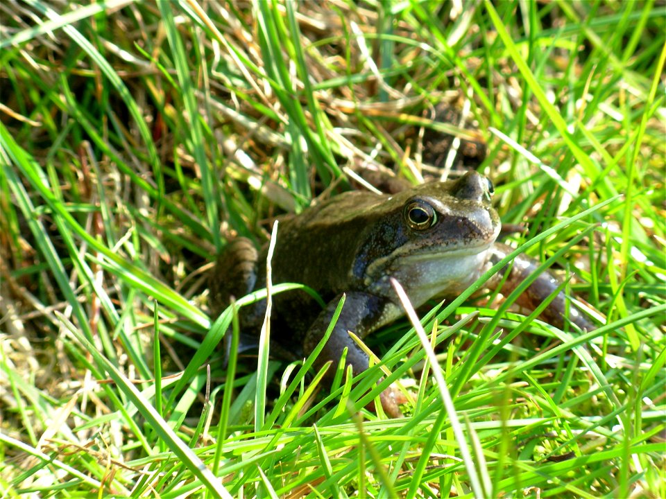 Common frog on grass.